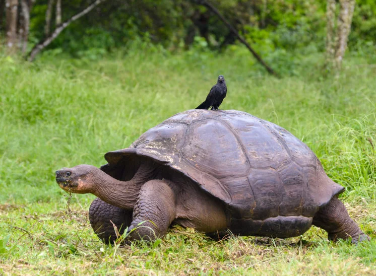 Riesenschildkröte mit Glattschnabelani (Smooth-billed ani)