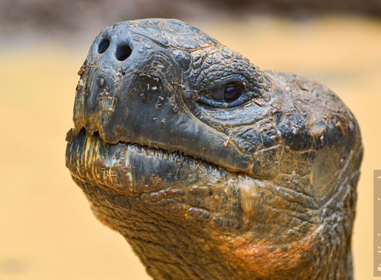 Galapagos-Riesenschildkröte (Galápagos tortoise)