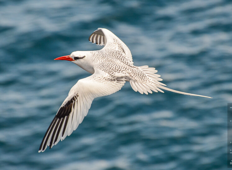 Rotschnabel-Tropikvogel (Red-billed tropicbird)