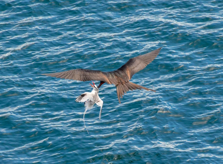 Fregattvogel jagd dem Tropikvogel die Beute ab