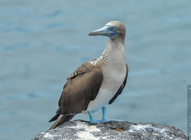 Blaufußtölpel (Blue-footed booby)