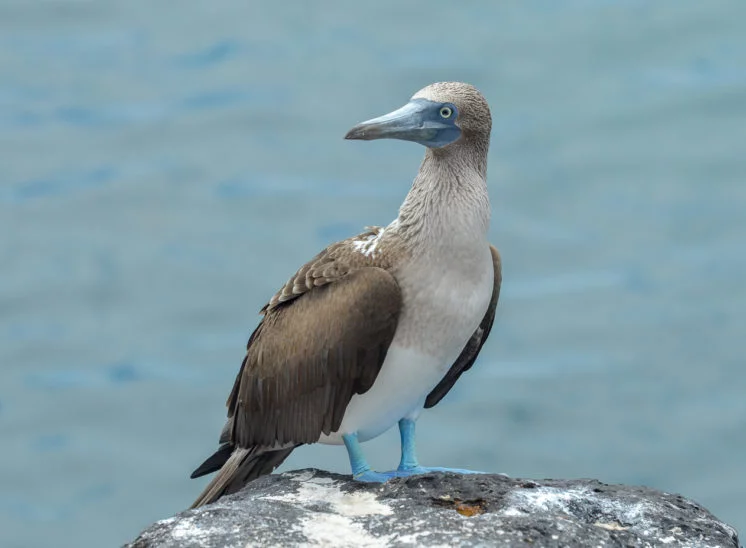 Blaufußtölpel (Blue-footed booby)