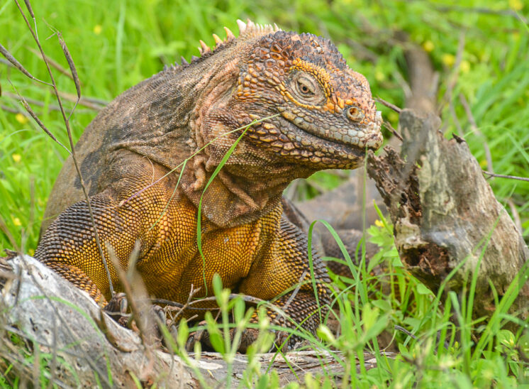 Galapagos-Landleguan (Galápagos land iguana)