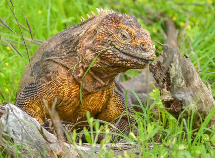 Galapagos-Landleguan (Galápagos land iguana)