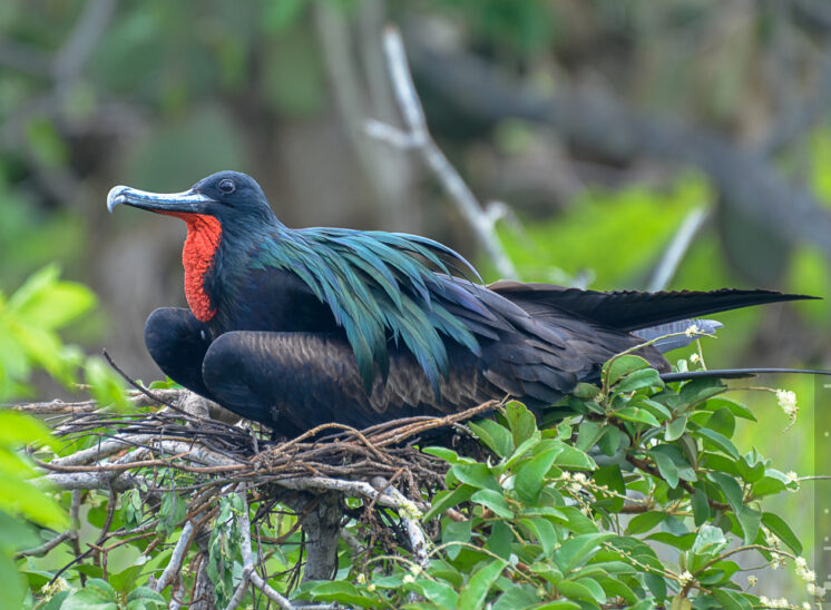 Prachtfregattvogel (Magnificent frigatebird)