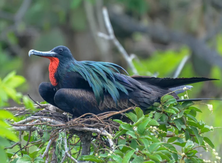 Prachtfregattvogel (Magnificent frigatebird)