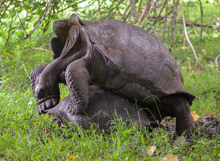 Galapagos-Riesenschildkröte (Galápagos tortoise)