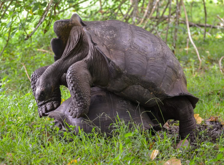 Galapagos-Riesenschildkröte (Galápagos tortoise)