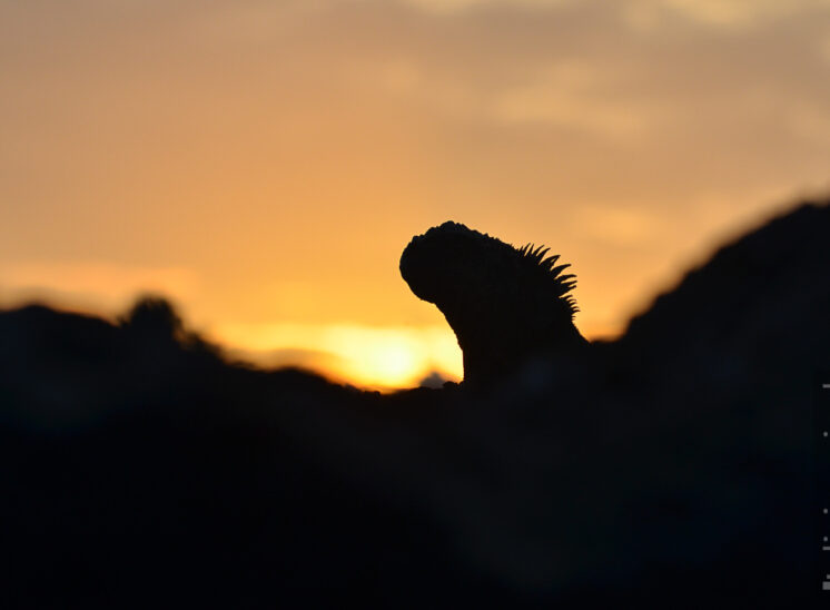 Meeresleguan im Sonnenaufgang