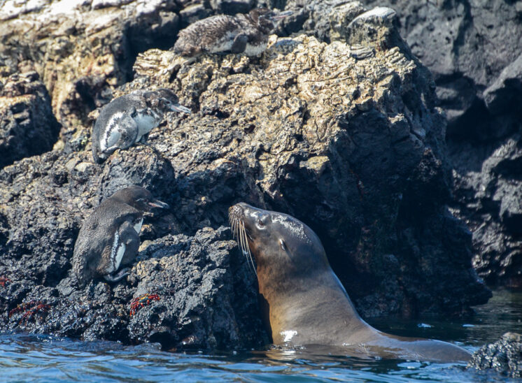 Galapagos-Seelöwe und Galapagos-Pinguin