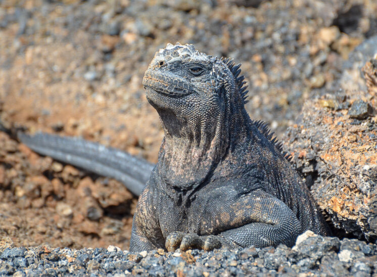 Meerechse (Marine iguana)