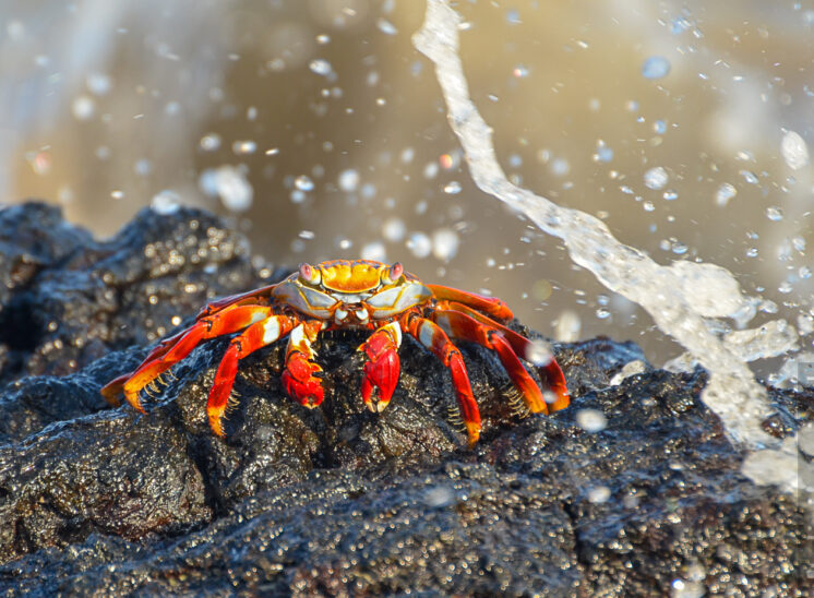 Rote Klippenkrabbe (Grapsus grapsus)