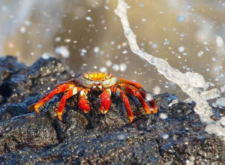 Rote Klippenkrabbe (Grapsus grapsus)