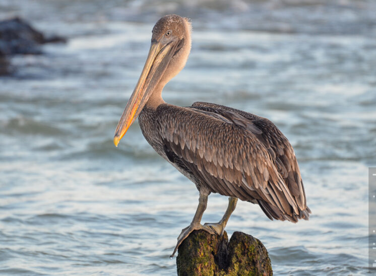 Braunpelikan (Brown pelican)