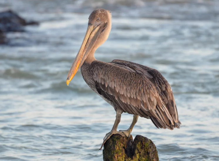 Braunpelikan (Brown pelican)