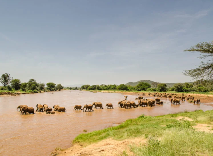 Elefant (Elephant)