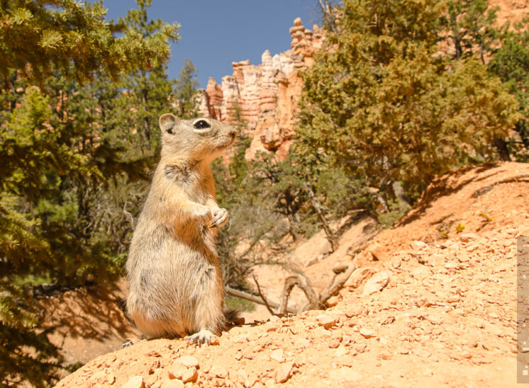 Ziesel (Ground squirrel)