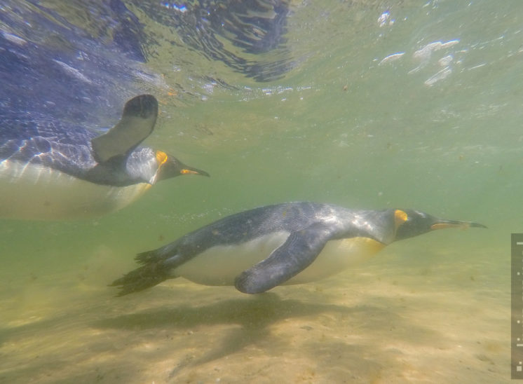 Königspinguin (King penguin)