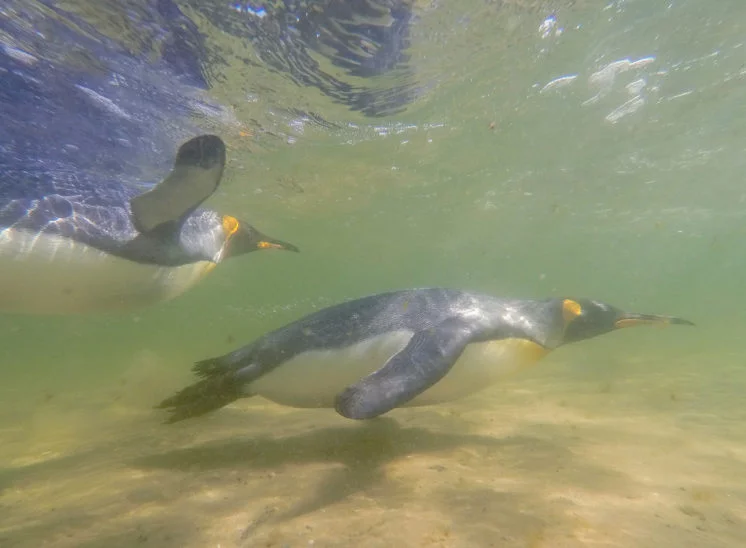 Königspinguin (King penguin)