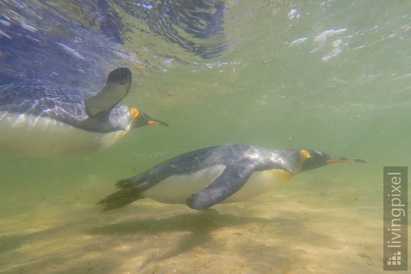 Königspinguin (King penguin)