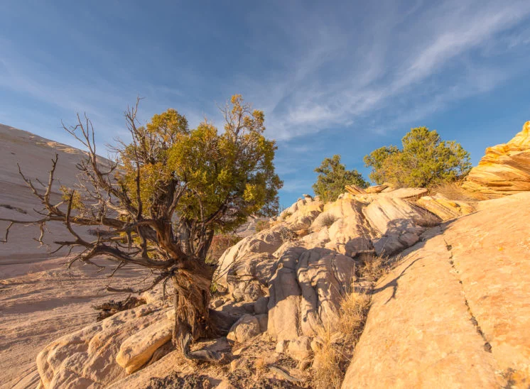 Yellow Rocks