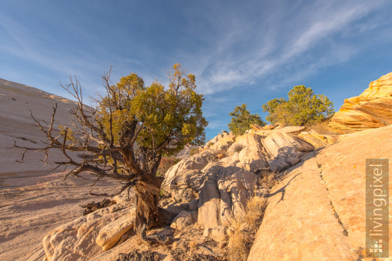 Yellow Rocks