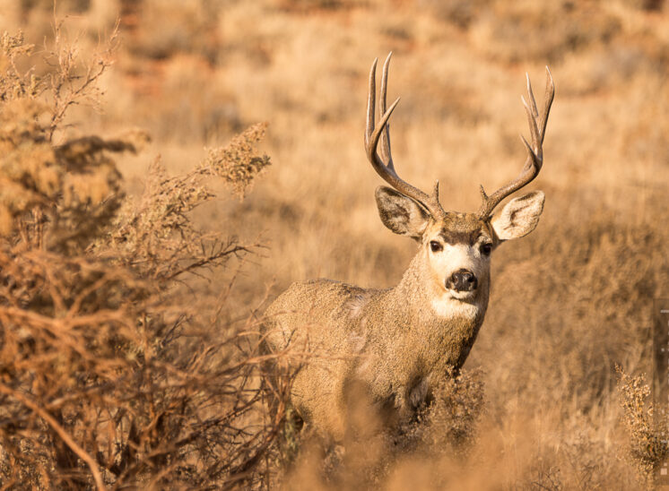 Weißwedelhirsch (White-tailed deer)