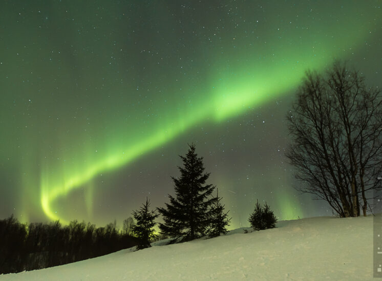 Tannen im Polarlicht