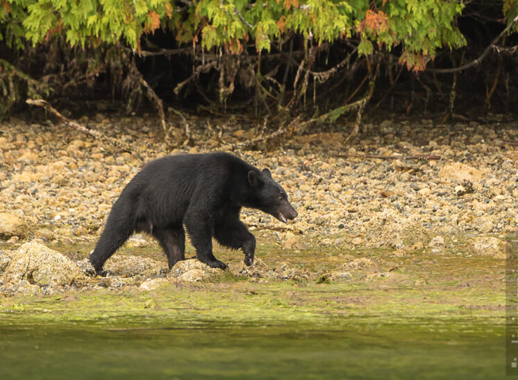 Amerikanischer Schwarzbär (American black bear)