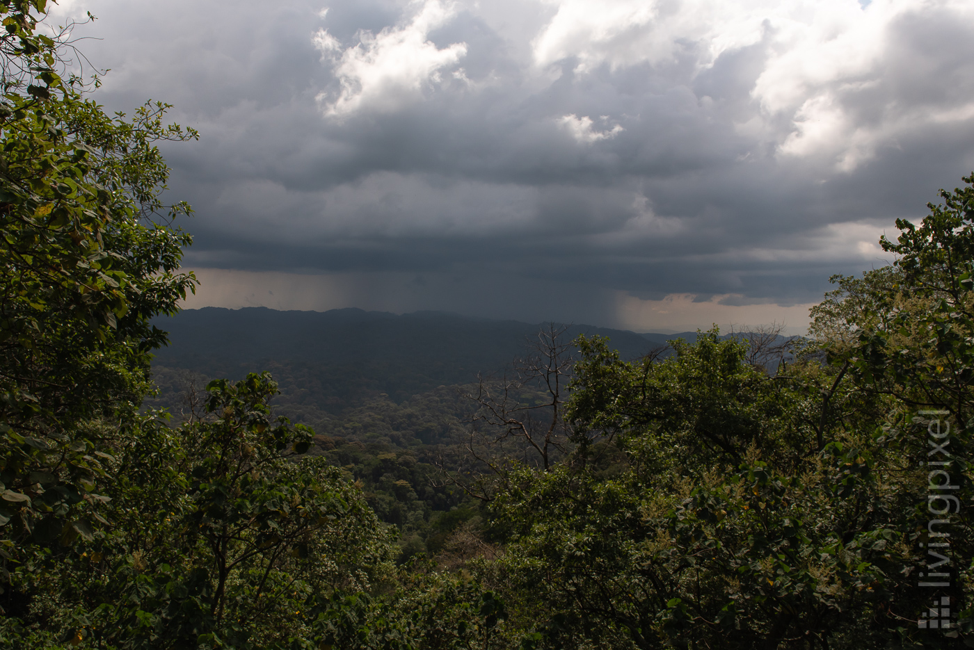 Regenwald, Bwindi N.P.