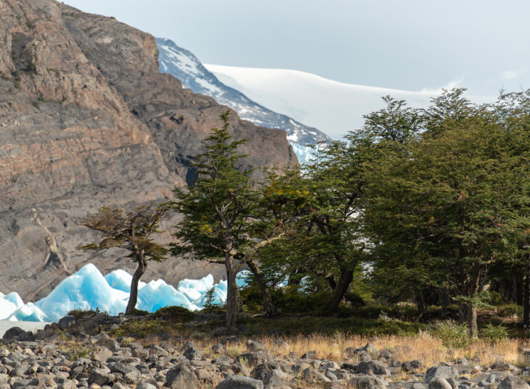 Grey Gletscher