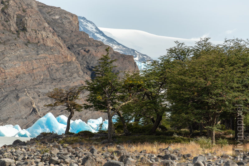 Grey Gletscher