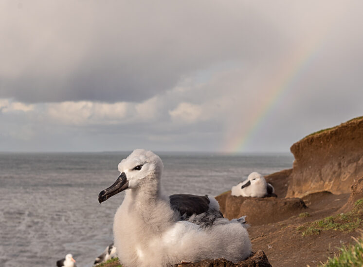 Schwarzbrauenalbatros (Black-browed albatross)