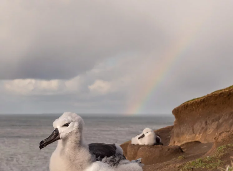 Schwarzbrauenalbatros (Black-browed albatross)