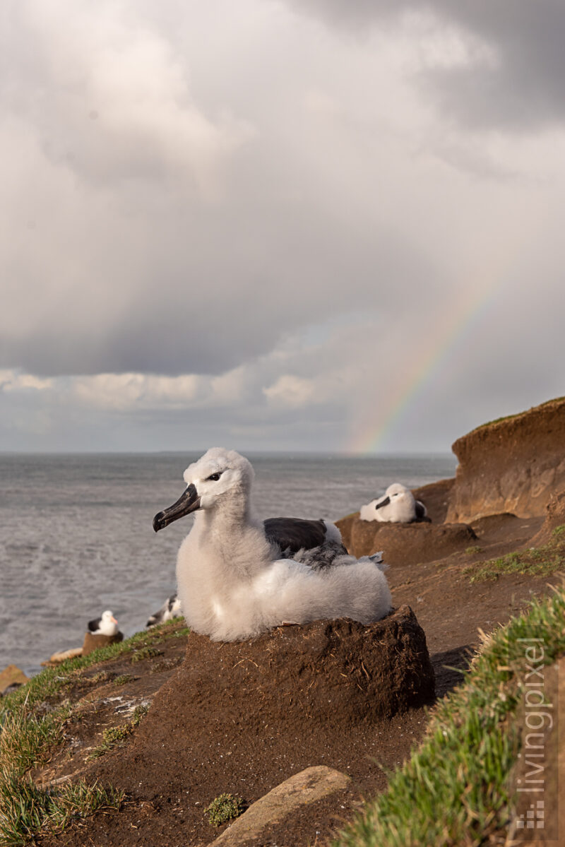 Schwarzbrauenalbatros (Black-browed albatross)