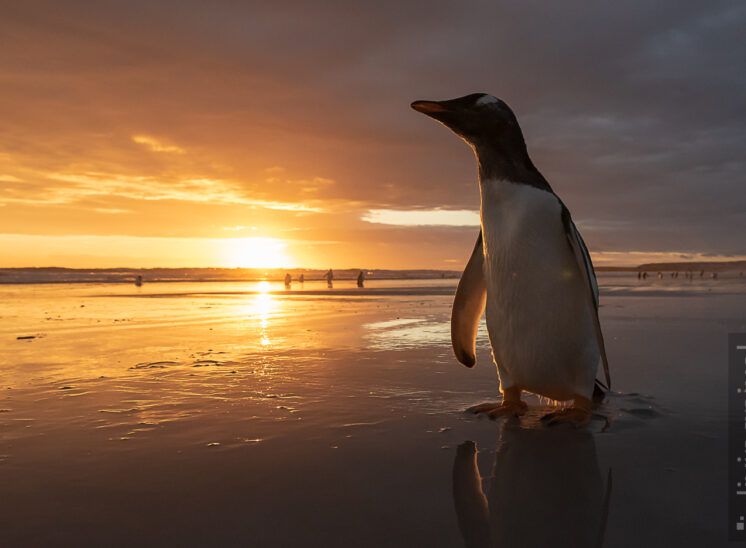 Eselspinguin (Gentoo penguin)