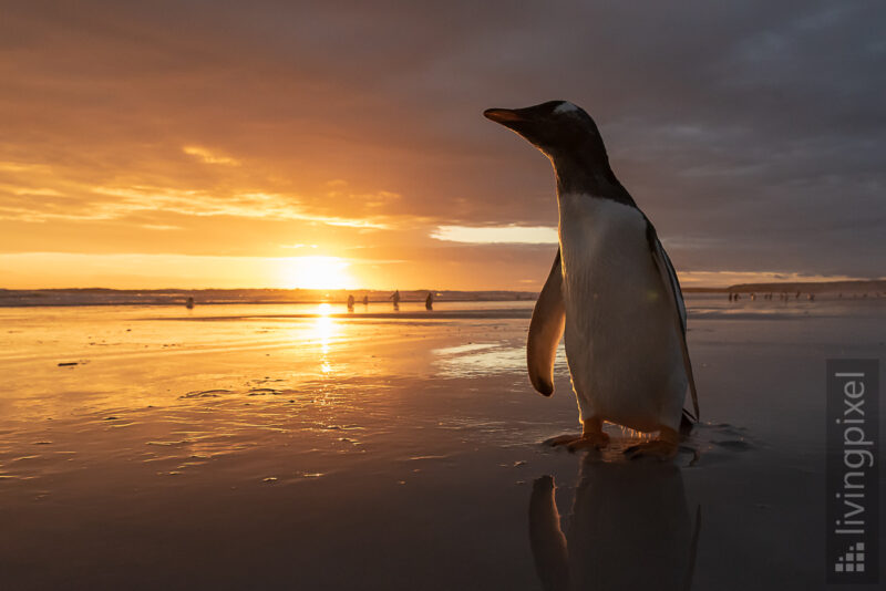 Eselspinguin (Gentoo penguin)