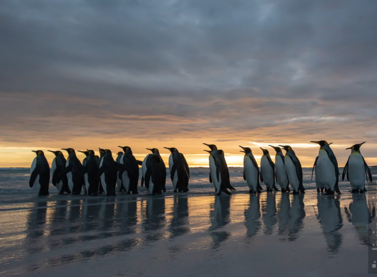 Königspinguin (King penguin)