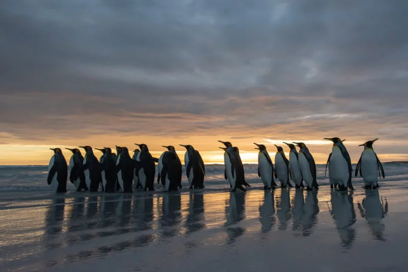 Königspinguin (King penguin)
