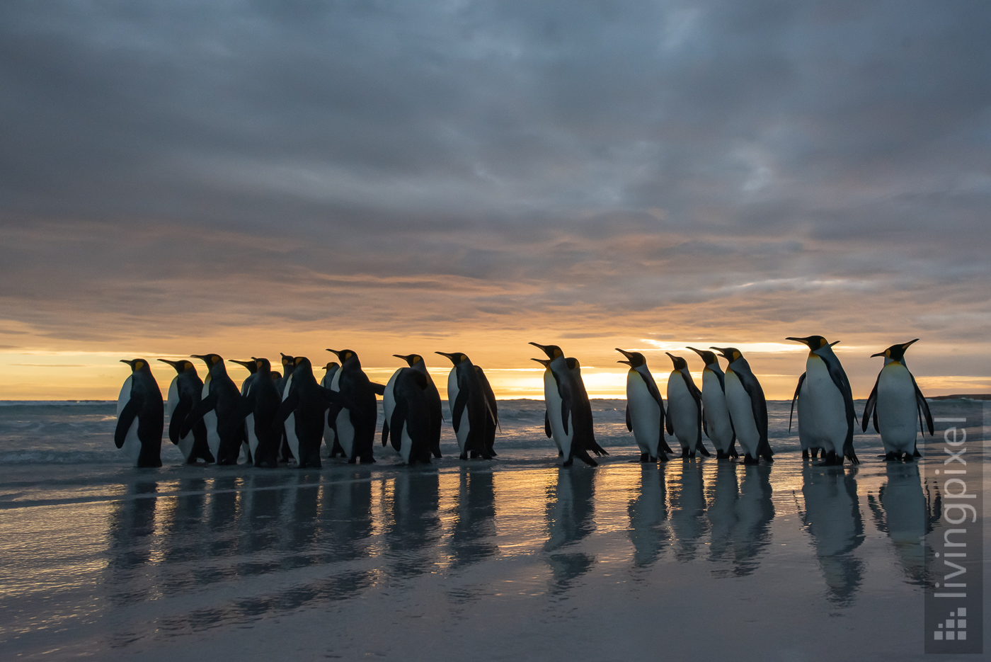 Königspinguin (King penguin)