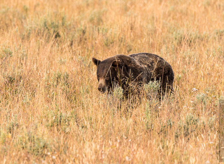 Grizzlybär (Grizzly bear)