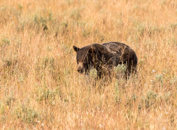 Grizzlybär (Grizzly bear)