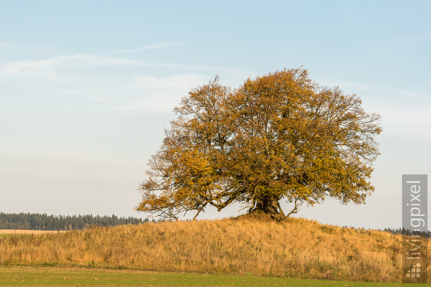 Unschuldslinde (Herbst)