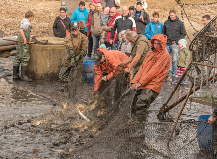 Fischzug 2017