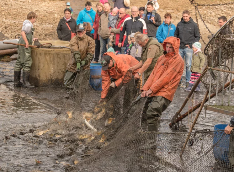 Fischzug 2017
