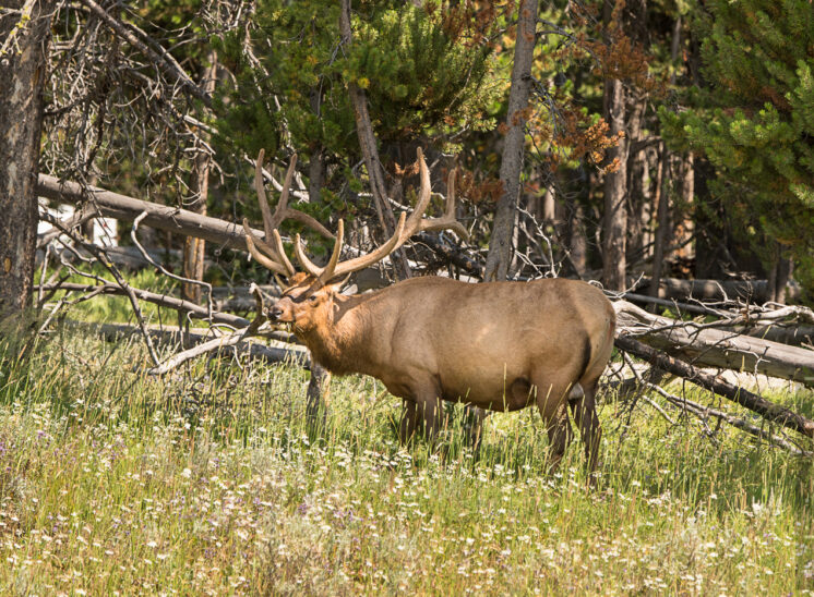 Wapiti (Elk)