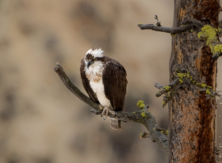 Fischadler (Osprey)