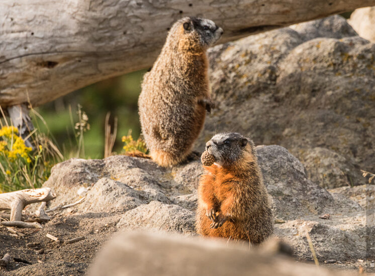 Murmeltier (Marmot)