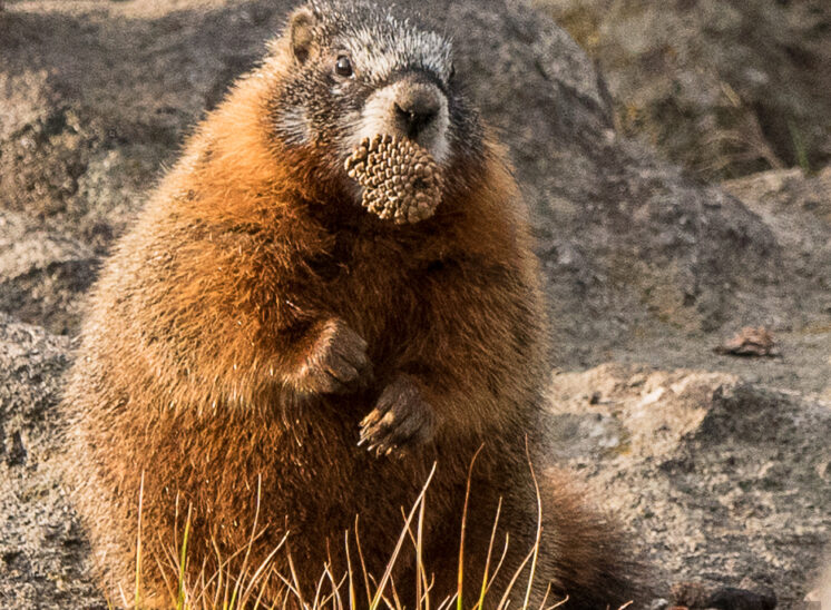 Murmeltier (Marmot)