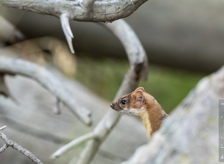 Hermelin (Stoat)